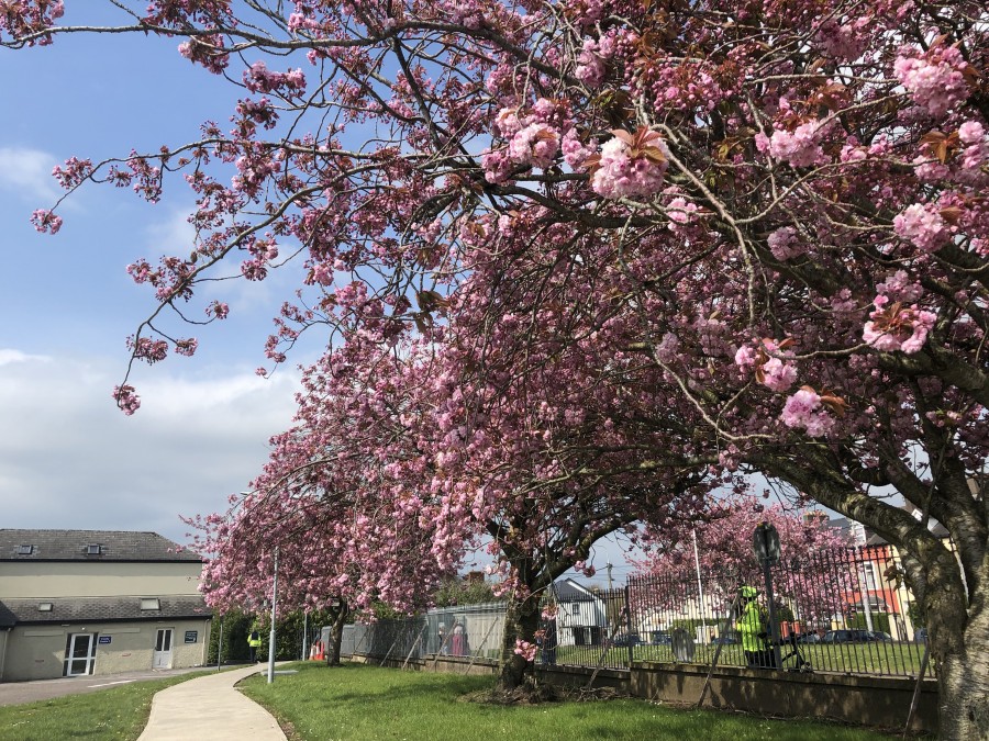 Spring blossoms at St Finbarr's Hospital, Douglas Road, Cork, April 2019  (picture: Kieran McCarthy)