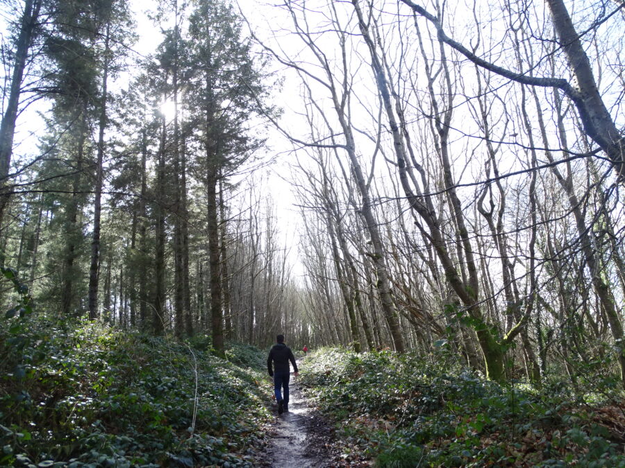 Old Court Woods, Garryduff, County Cork, present day (picture: Kieran McCarthy)