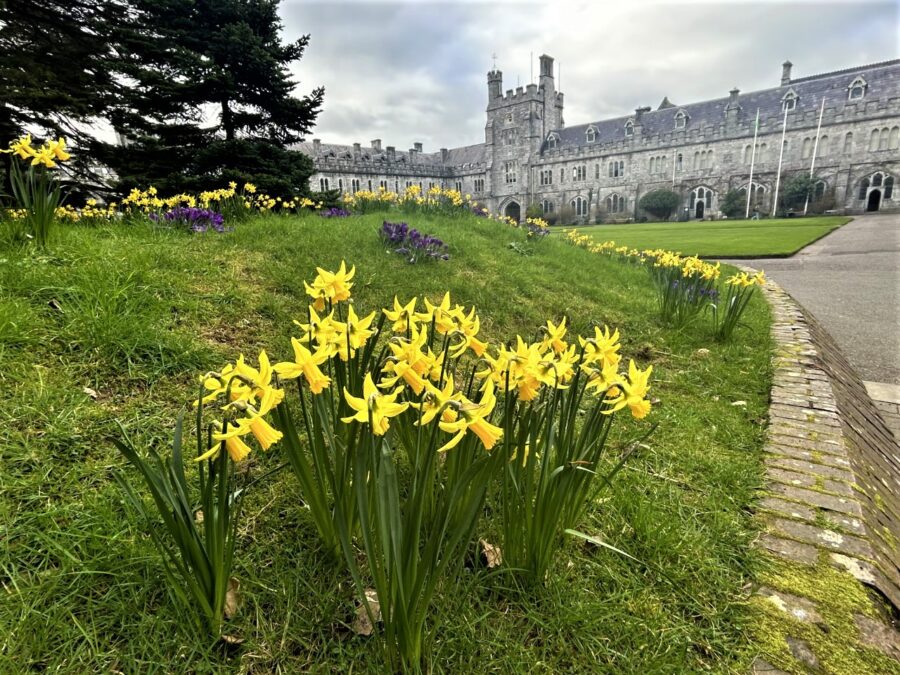 Spring at University College Cork, 1 March 2023 (picture: Kieran McCarthy)